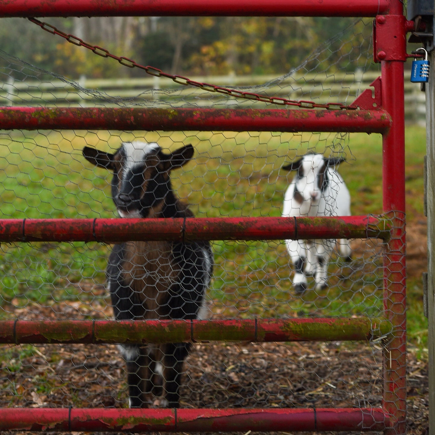 Two sheep behind a red metal gate with a forest in the background