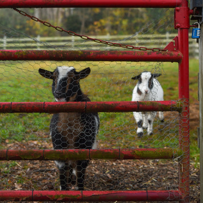 Two sheep behind a red metal gate with a forest in the background